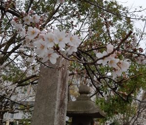 京都レンタル着物　染匠きたむら