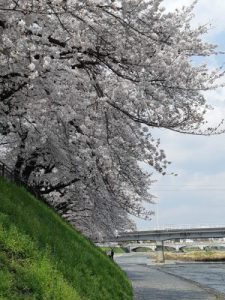 京都レンタル着物　染匠きたむら